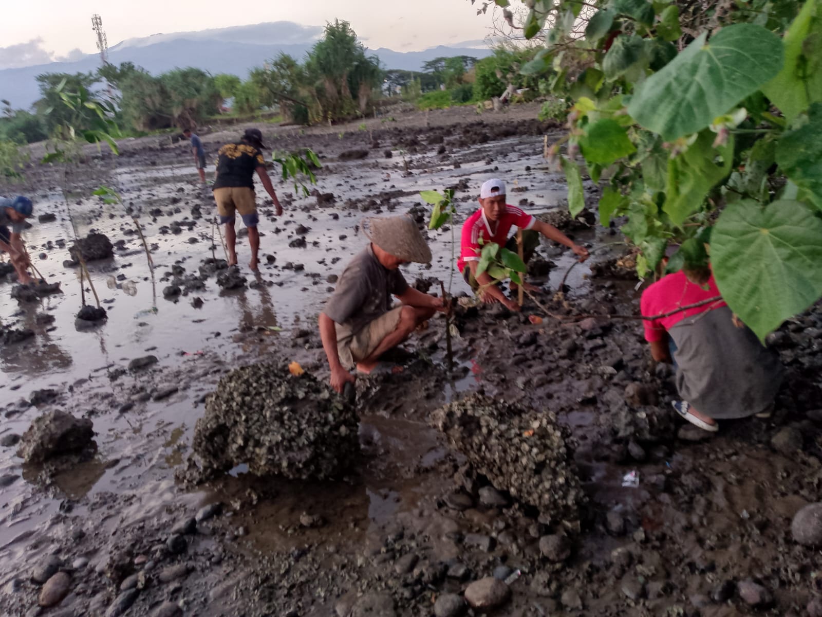 🌿 Semangat Tak Pernah Surut! Warga Ujung Labbu Kembali Hijaukan Pesisir, Sisa Bibit Mangrove Dituntaskan Demi Masa Depan Pantai Kelurahan Lembang